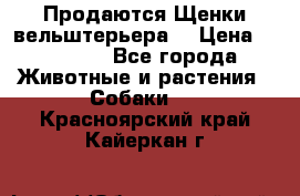 Продаются Щенки вельштерьера  › Цена ­ 27 000 - Все города Животные и растения » Собаки   . Красноярский край,Кайеркан г.